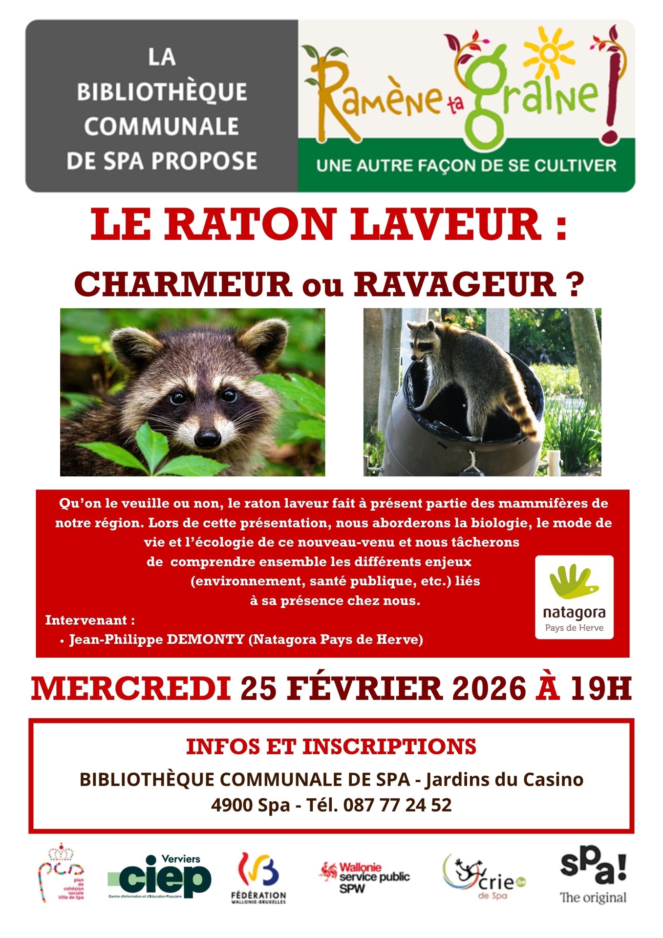 Le raton laveur : charmeur ou ravageur ? — Ville de Spa